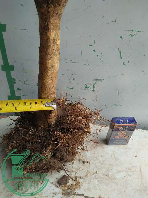 IMG20170210120953.jpg