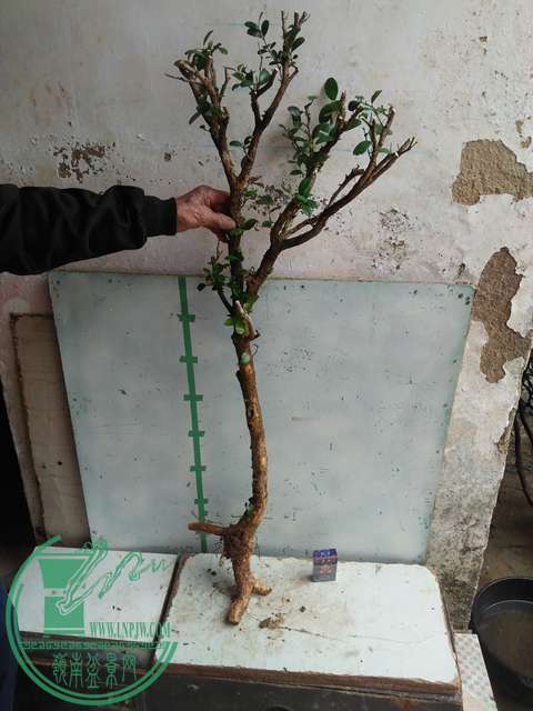 IMG20170210121028.jpg