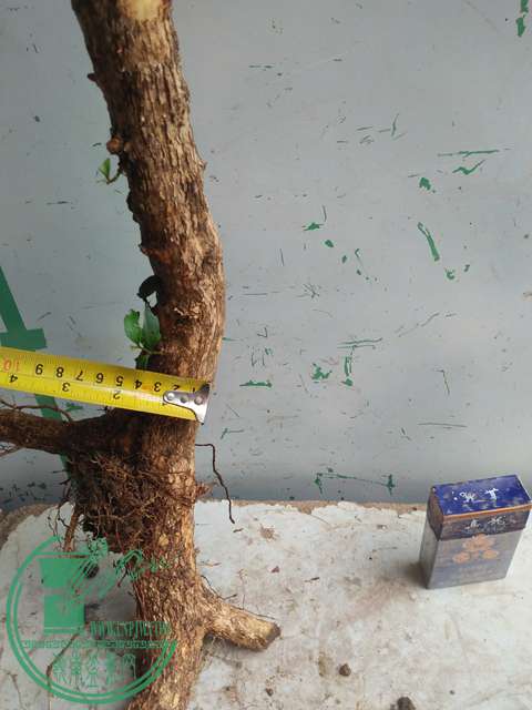 IMG20170210121037.jpg