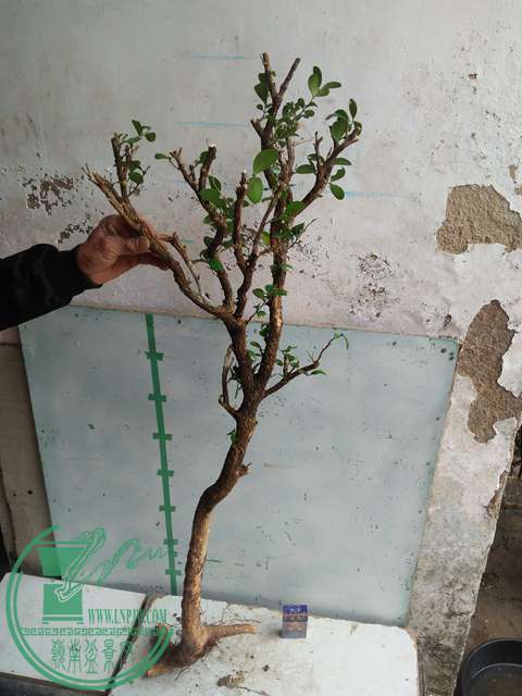IMG20170210121044.jpg