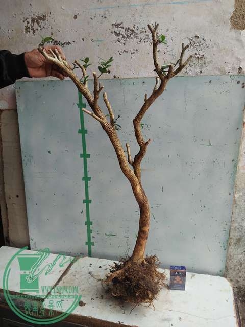 IMG20170210121131.jpg