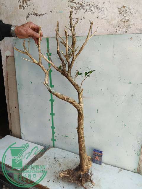 IMG20170211140126.jpg