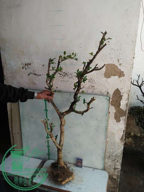 IMG20170211140159.jpg