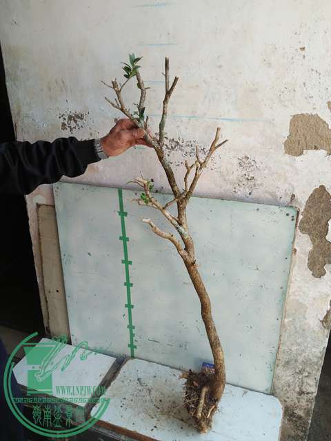 IMG20170211140241.jpg