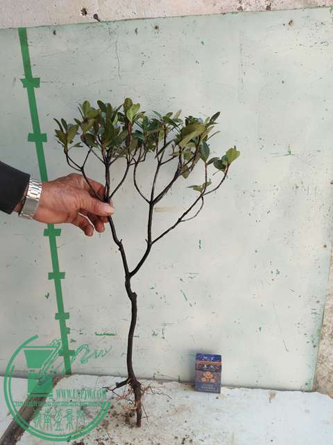 IMG20170211141325.jpg