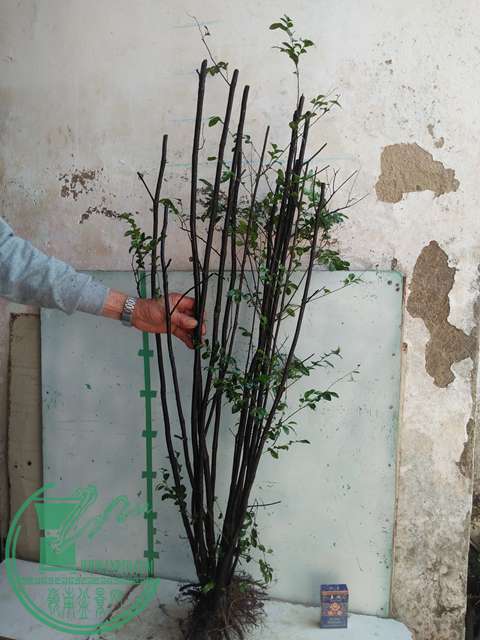 IMG20170212134322.jpg