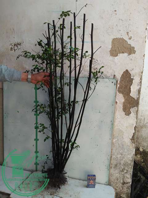 IMG20170212134331.jpg