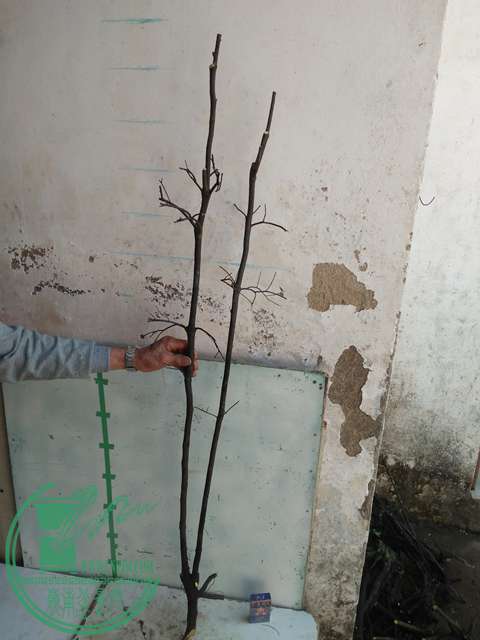 IMG20170212134421.jpg