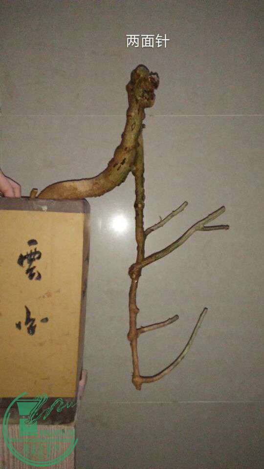QQͼƬ20170213203738.jpg