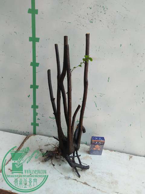 IMG20170213120347.jpg