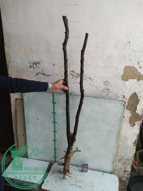 IMG20170213121154.jpg