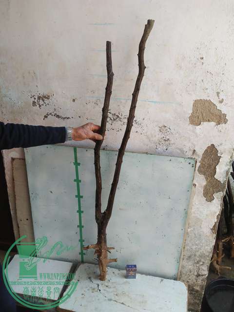 IMG20170213121203.jpg