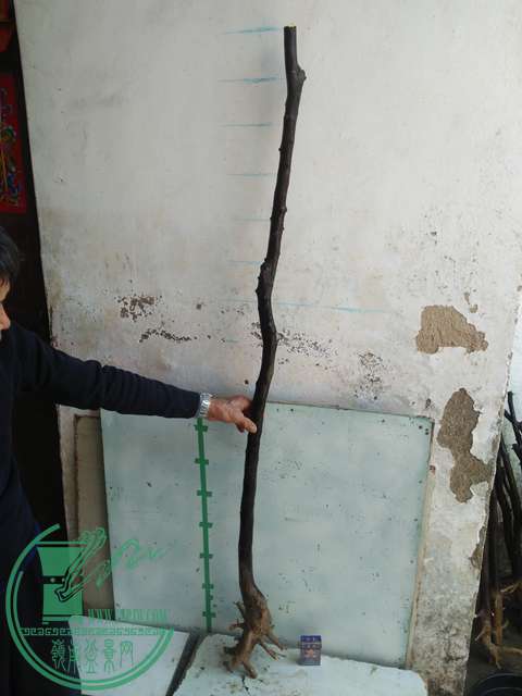 IMG20170213121216.jpg