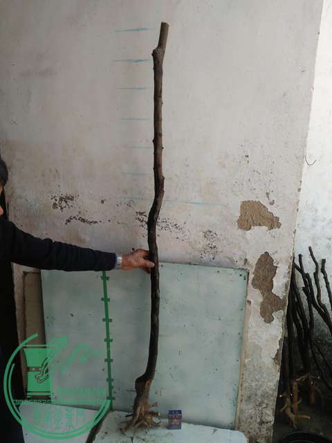 IMG20170213121225.jpg