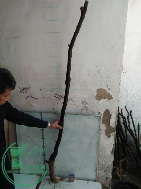 IMG20170213121238.jpg