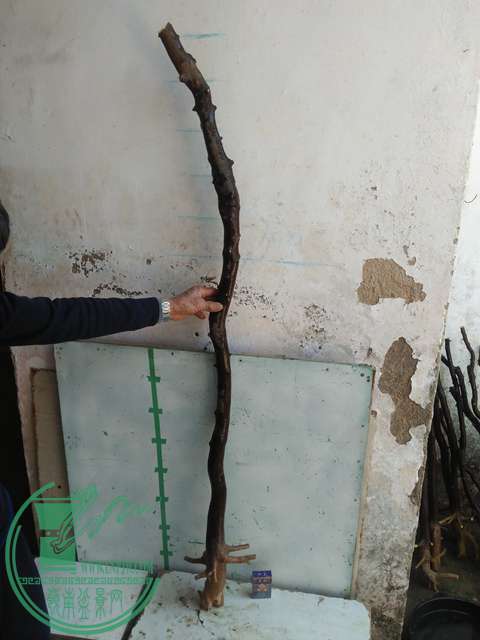 IMG20170213121306.jpg
