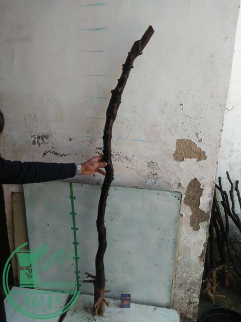 IMG20170213121316.jpg