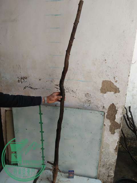 IMG20170213121354.jpg