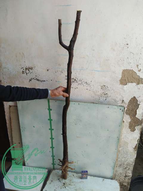IMG20170213121451.jpg