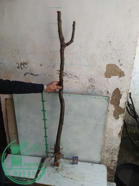 IMG20170213121501.jpg