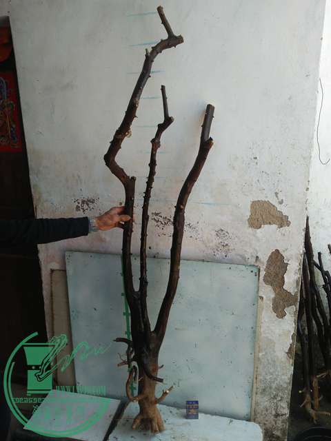 IMG20170213121119.jpg
