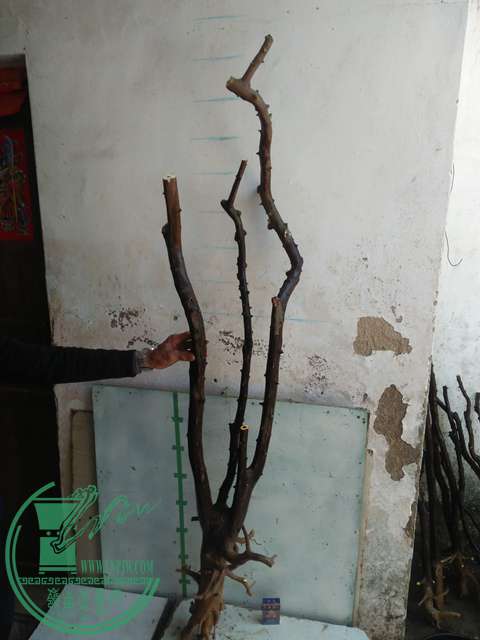 IMG20170213121139.jpg
