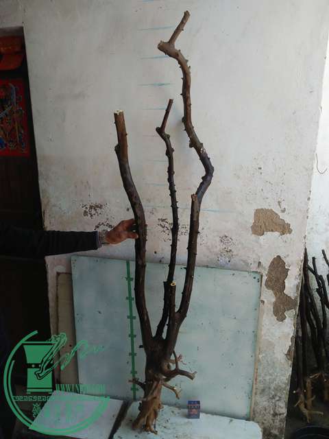 IMG20170213121141.jpg