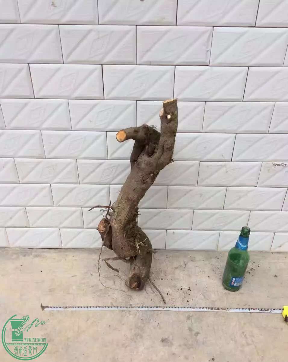 image.jpeg