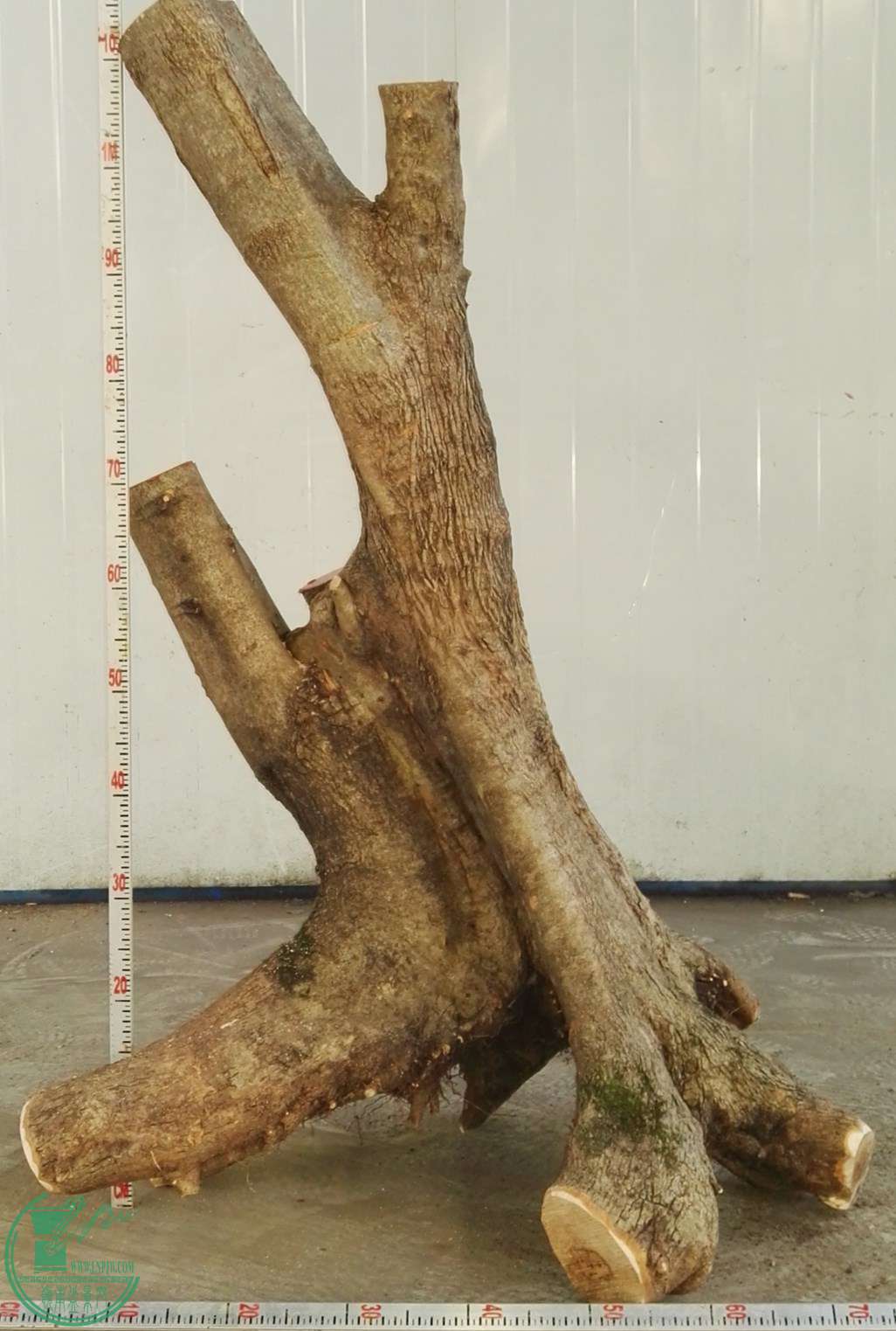 2ŶԽڰ