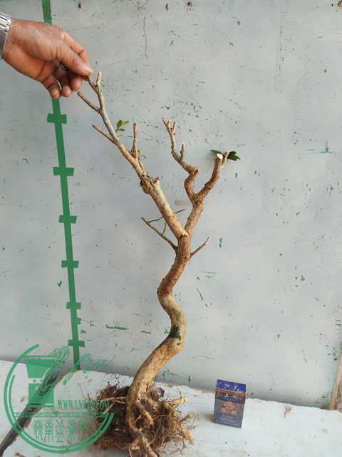 IMG20170214103223.jpg