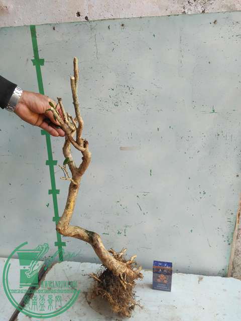 IMG20170214103300.jpg