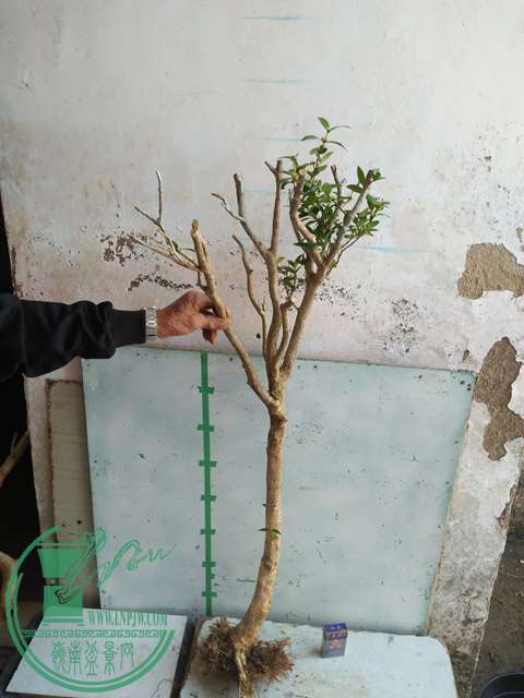IMG20170214103706.jpg