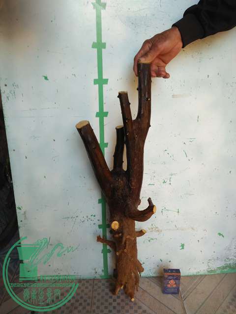 IMG20170215081537.jpg