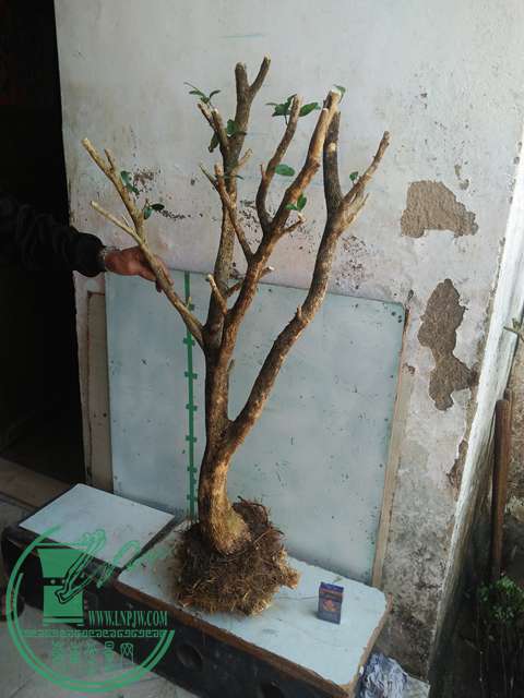 IMG20170215110953.jpg