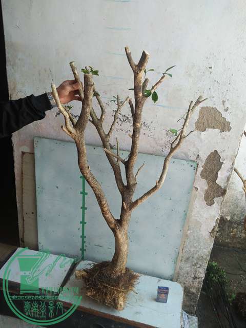 IMG20170215111043.jpg