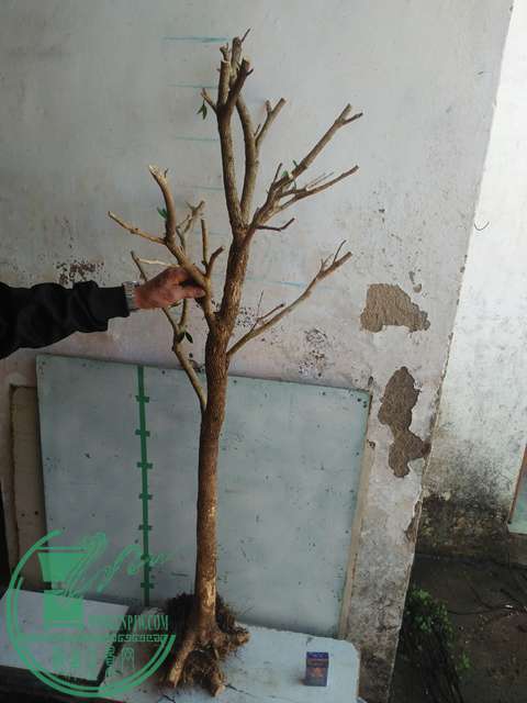 IMG20170215111218.jpg