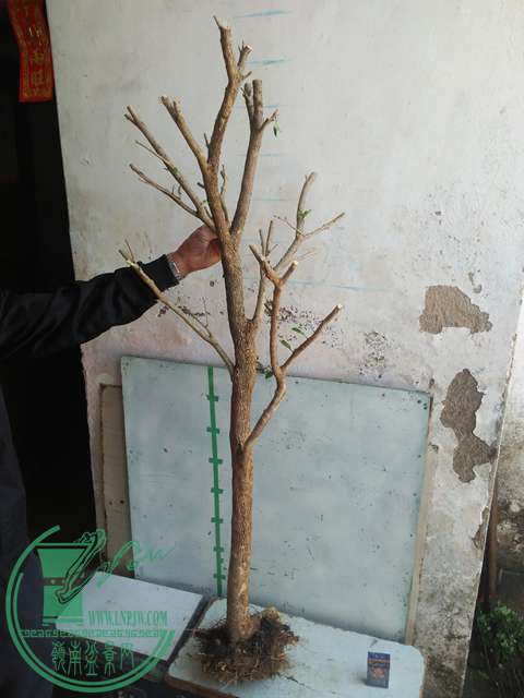IMG20170215111253.jpg