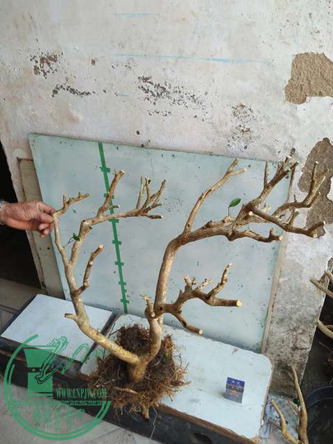 IMG20170214102725.jpg