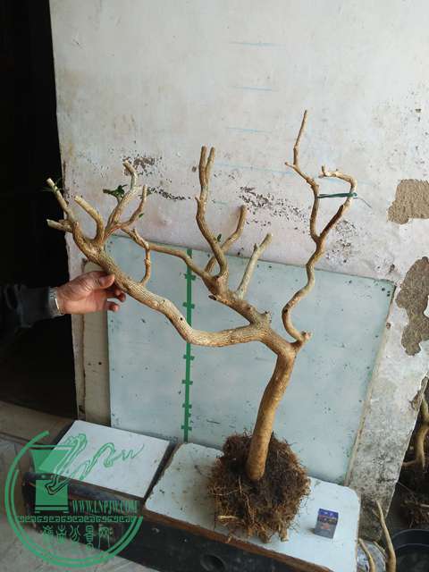 IMG20170214102815.jpg