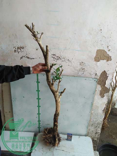 IMG20170214103527.jpg