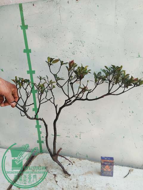 IMG20170215112542.jpg