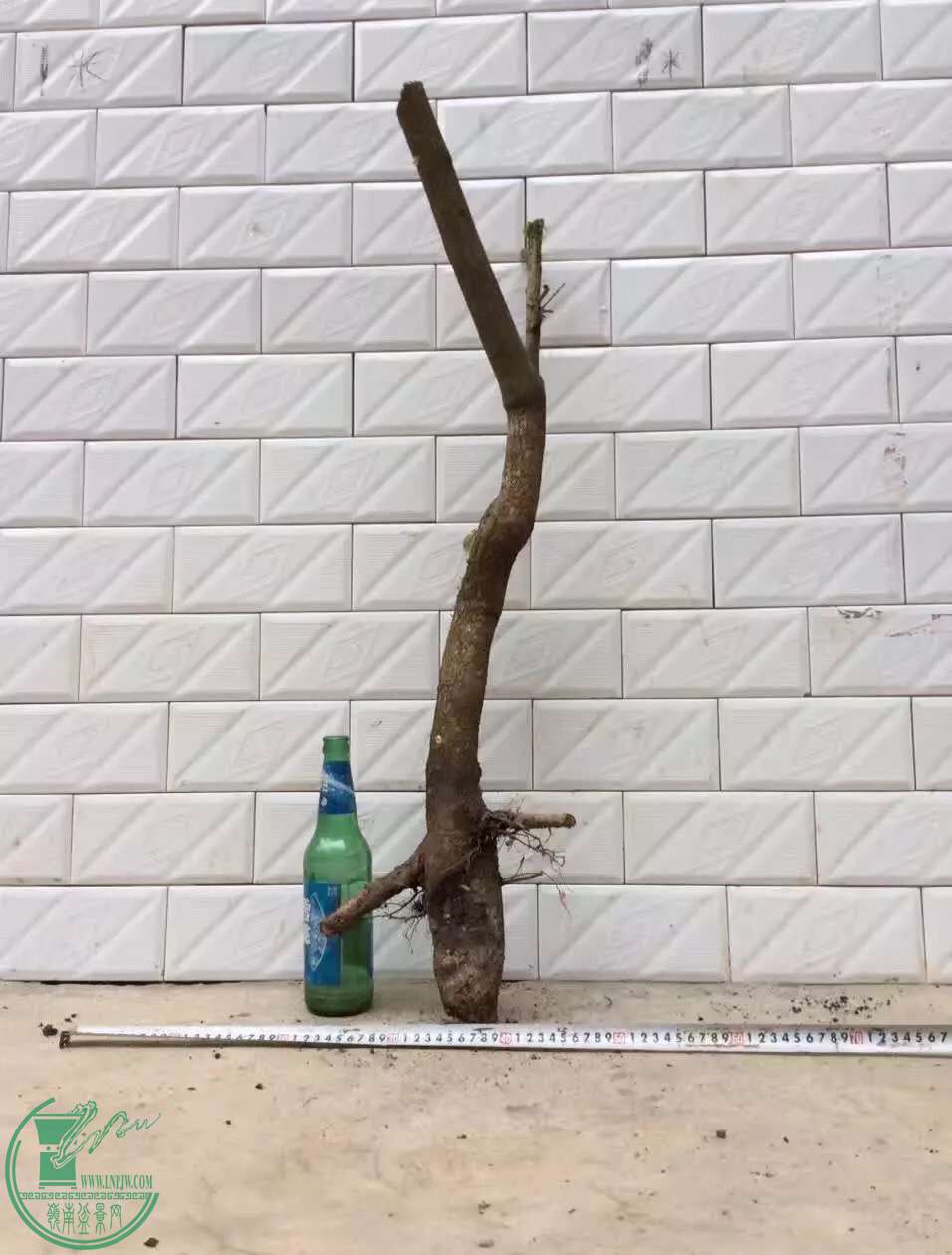 image.jpeg