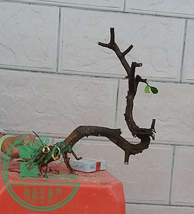 20170216_181530_mh1487242999665.jpg