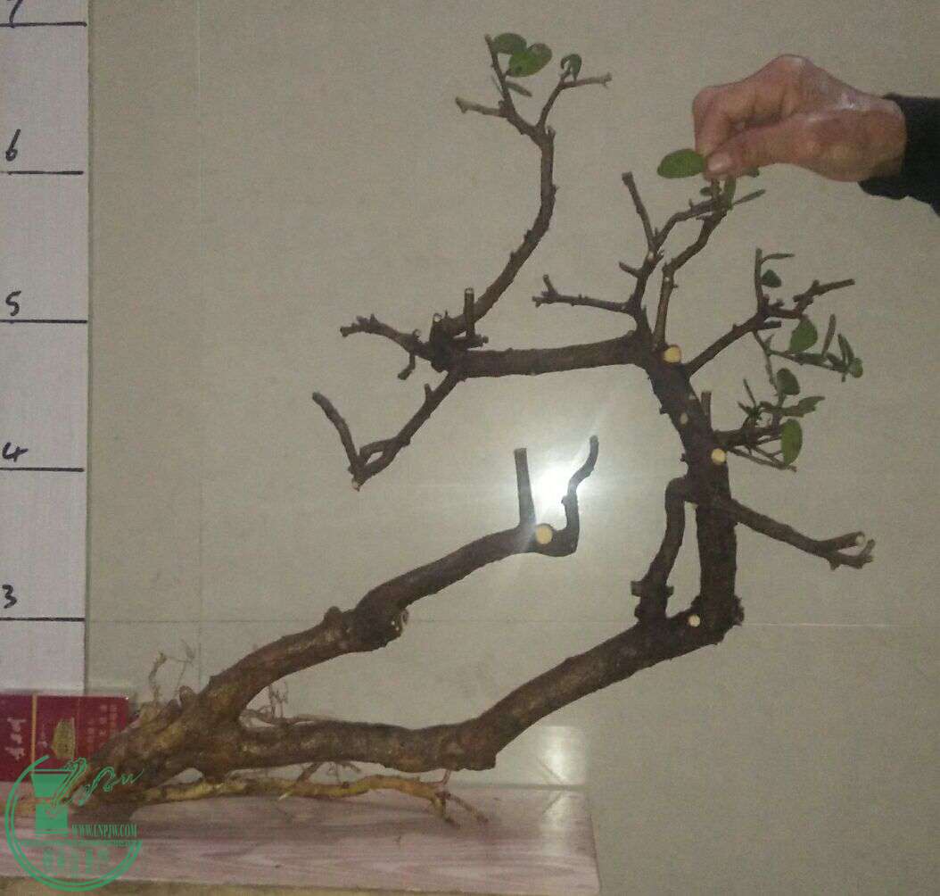 QQͼƬ20170216201247.jpg