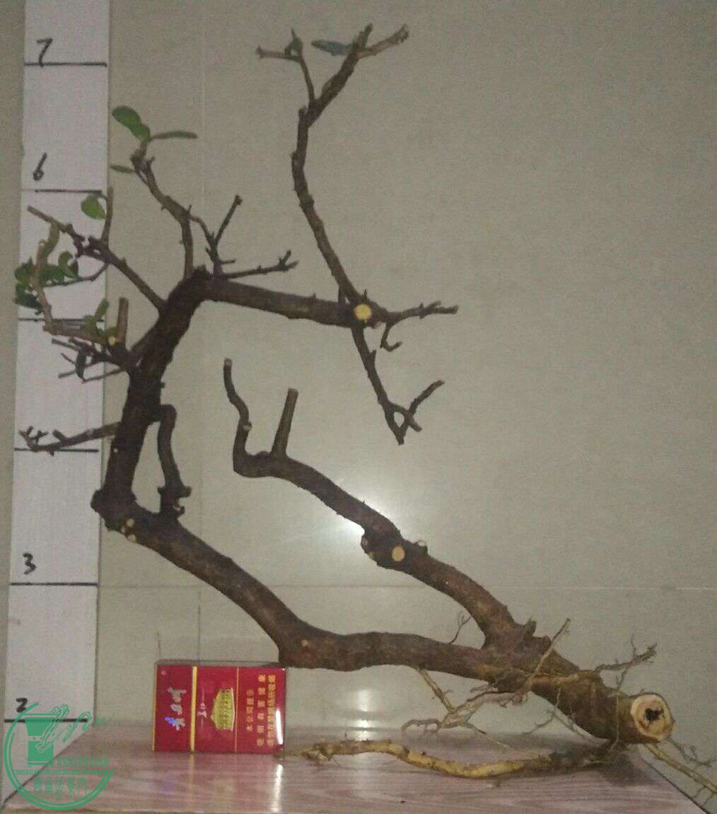 QQͼƬ20170216201320.jpg