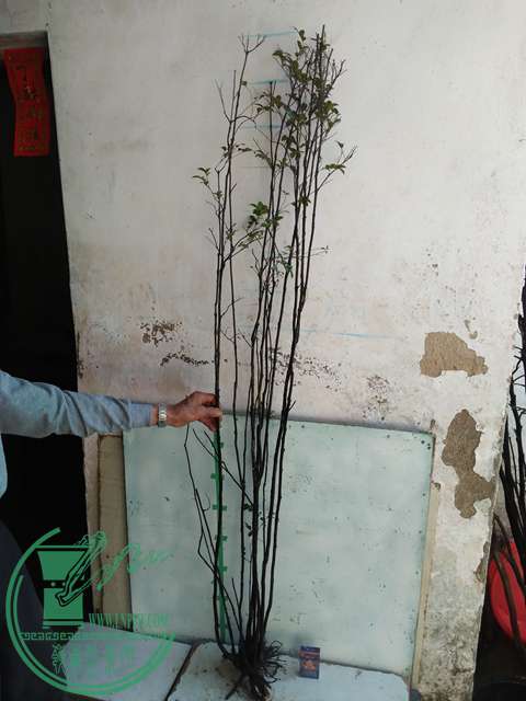 IMG20170216141346.jpg