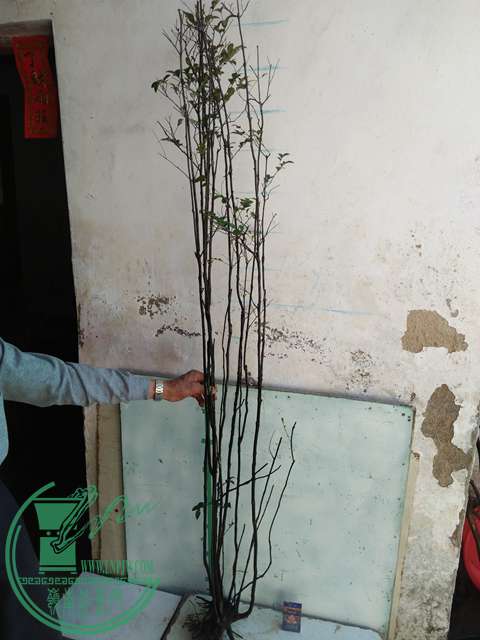 IMG20170216141401.jpg
