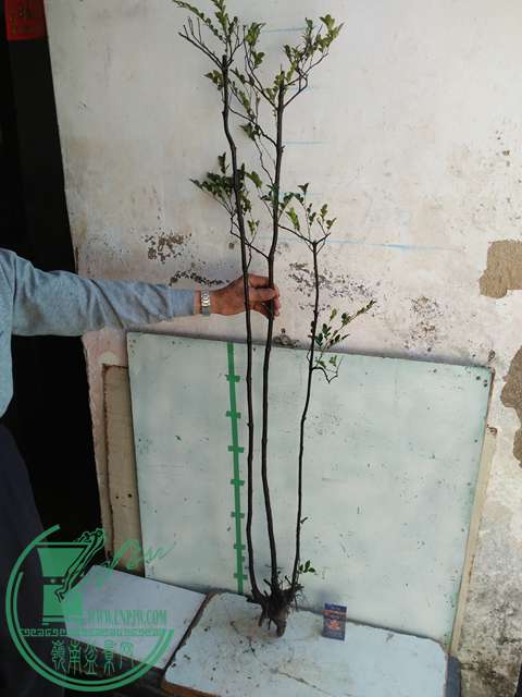 IMG20170216141508.jpg