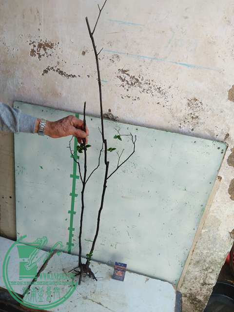 IMG20170216141531.jpg