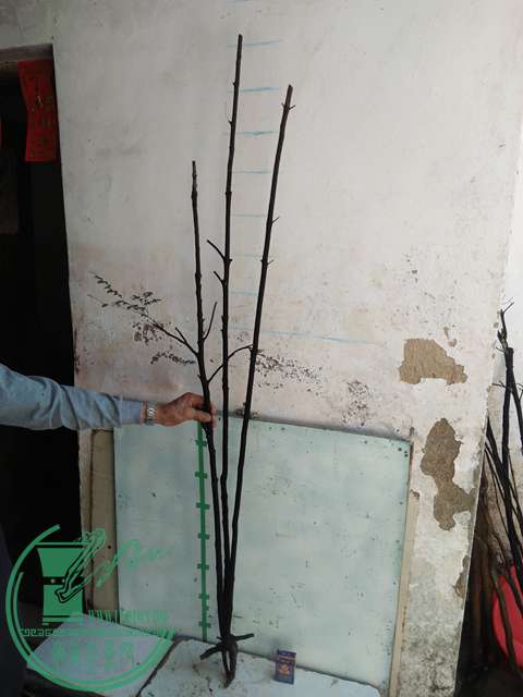 IMG20170216141719.jpg